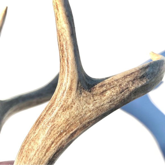 Deer Antlers - Picture 15 of 15